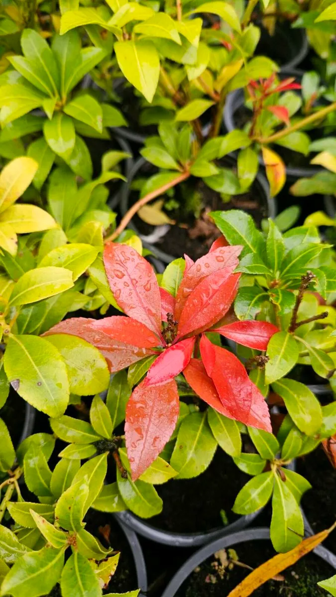 Large Garden Plants,  Flowering Shrubs - Image 1