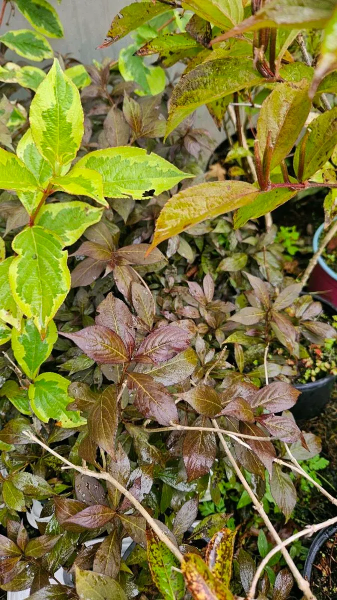 Large Garden Plants,  Flowering Shrubs - Image 4