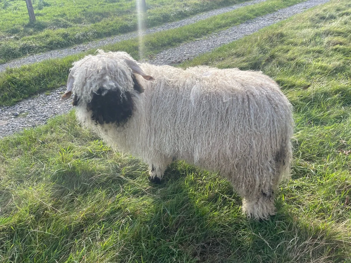 Valais ram lamb - Image 1