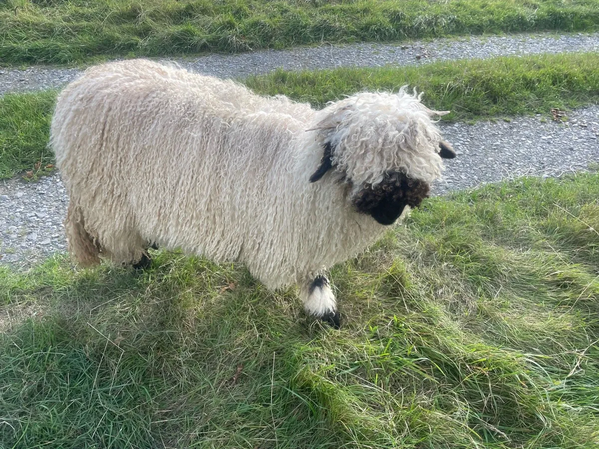 Valais ram lamb - Image 2