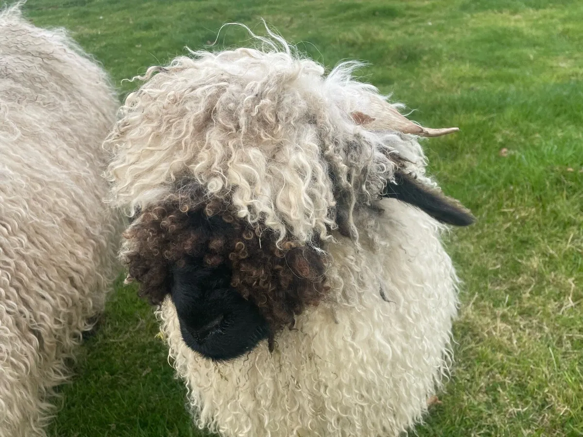 Valais ram lamb - Image 3