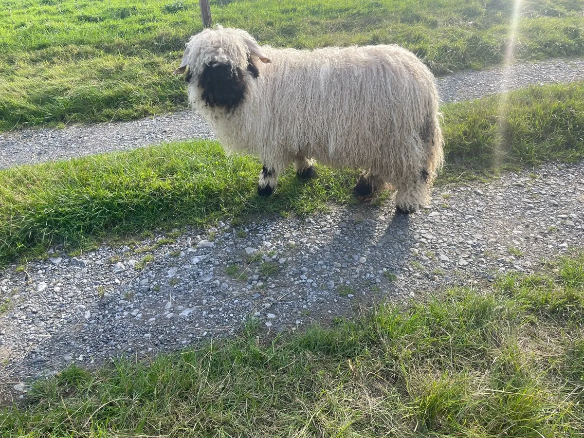 Valais ram lamb - Image 4