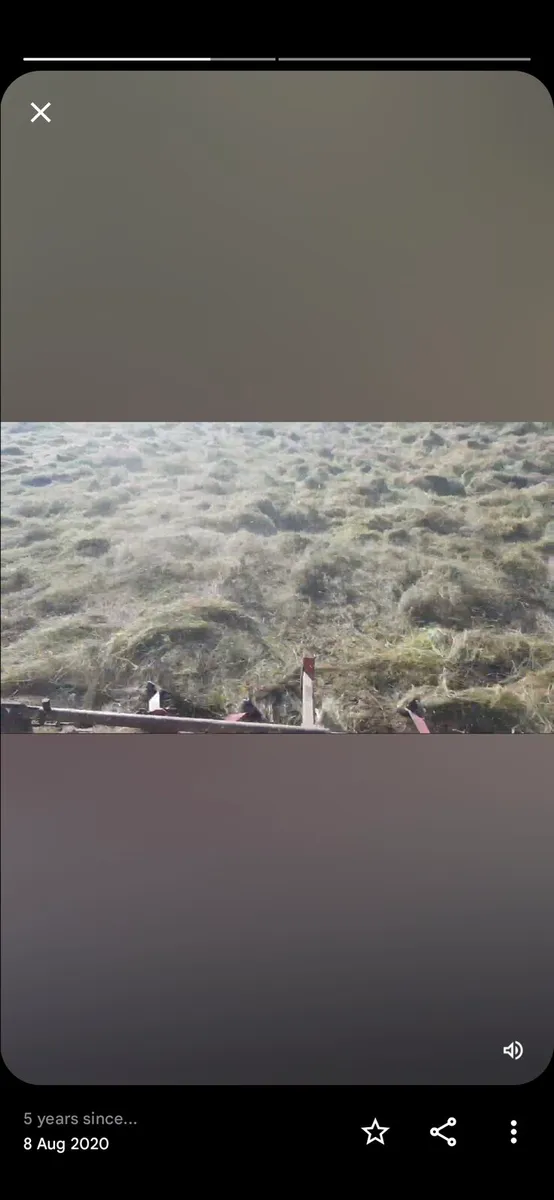 Square bales of Hay - Image 3