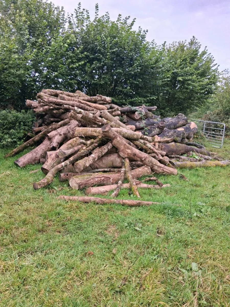 Firewood (Hardwood) - Image 2