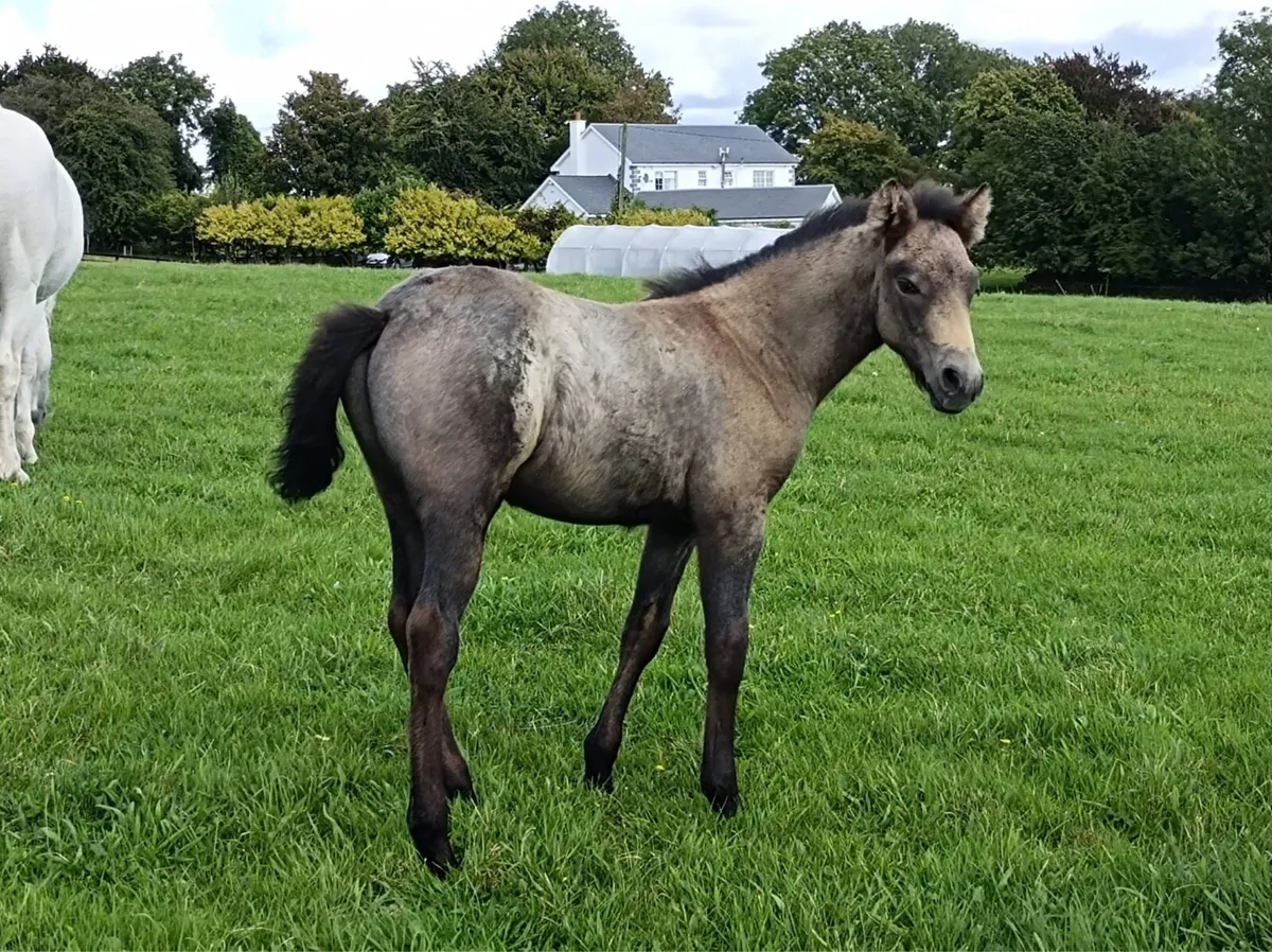 Connemara pony’s and foals - Image 1