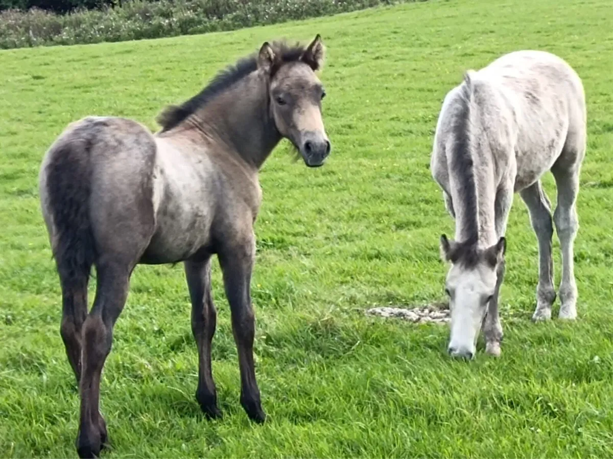 Connemara pony’s and foals - Image 2