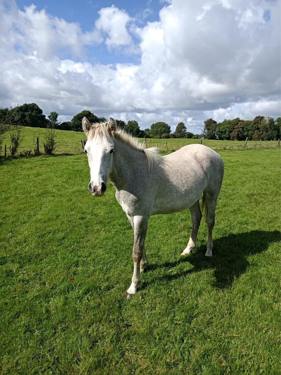 Connemara pony’s and foals - Image 3