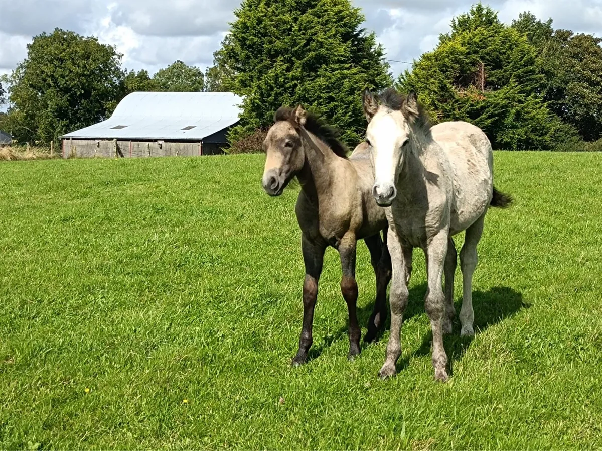 Connemara pony’s and foals - Image 4