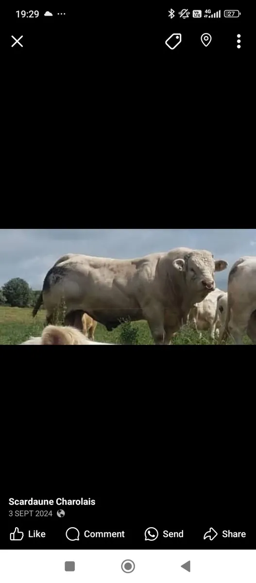 🔥 Scardaune Charolais - Image 3