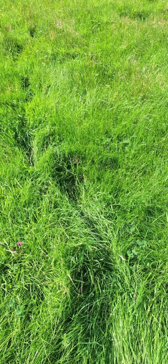 Tidy up land and get paid in the process - Image 4