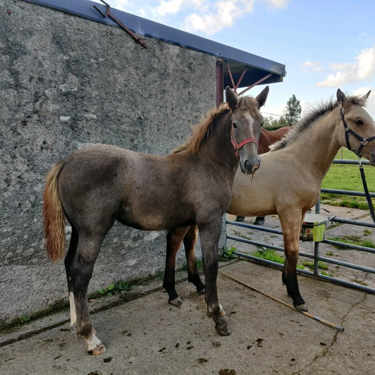 Draught Filly For sale - Image 1