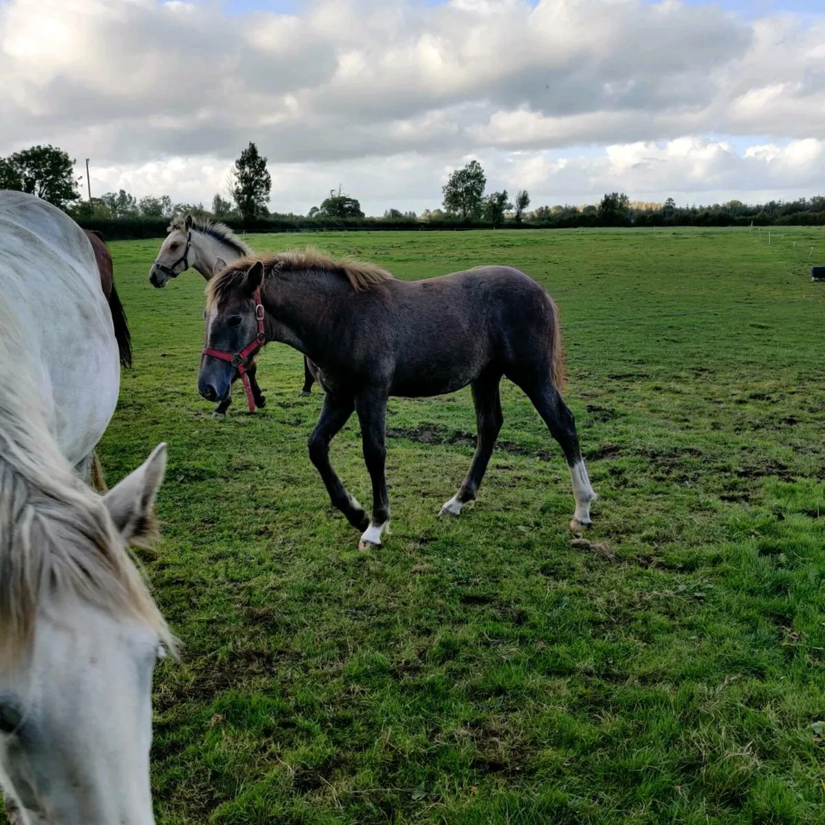 Draught Filly For sale - Image 4