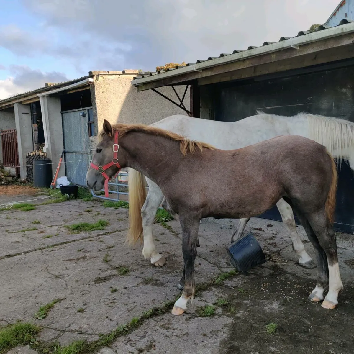 Draught Filly For sale - Image 2