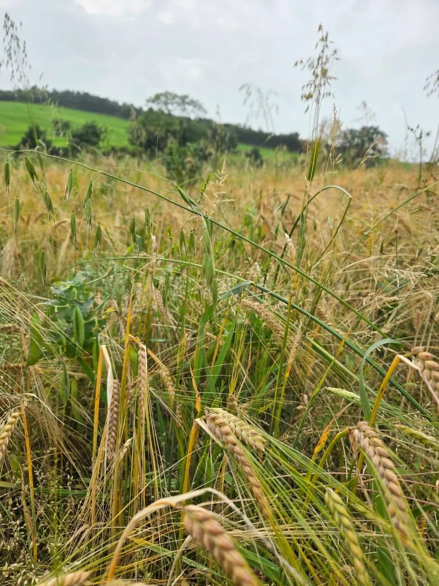 Pea Barley mix organic grown - Image 1