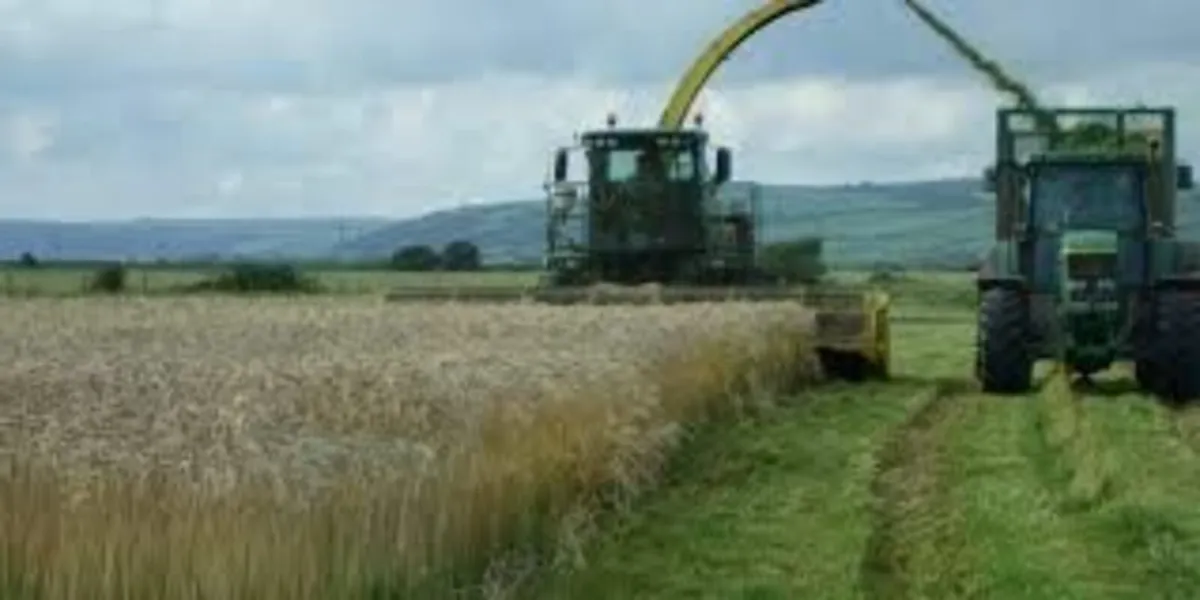 Pea Barley mix organic grown - Image 4