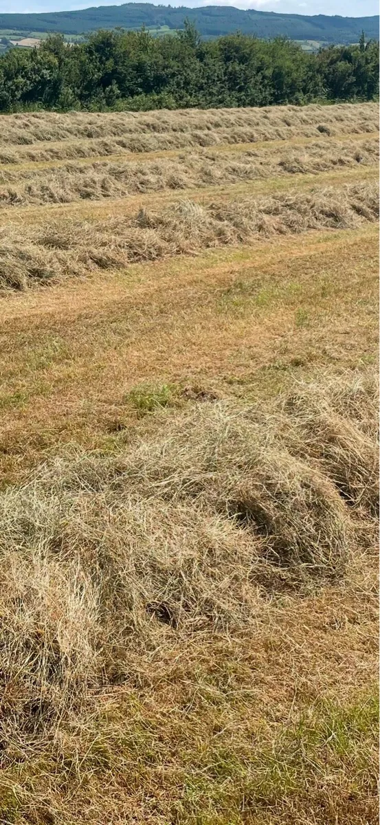 Top Quality Haylage, - Image 2