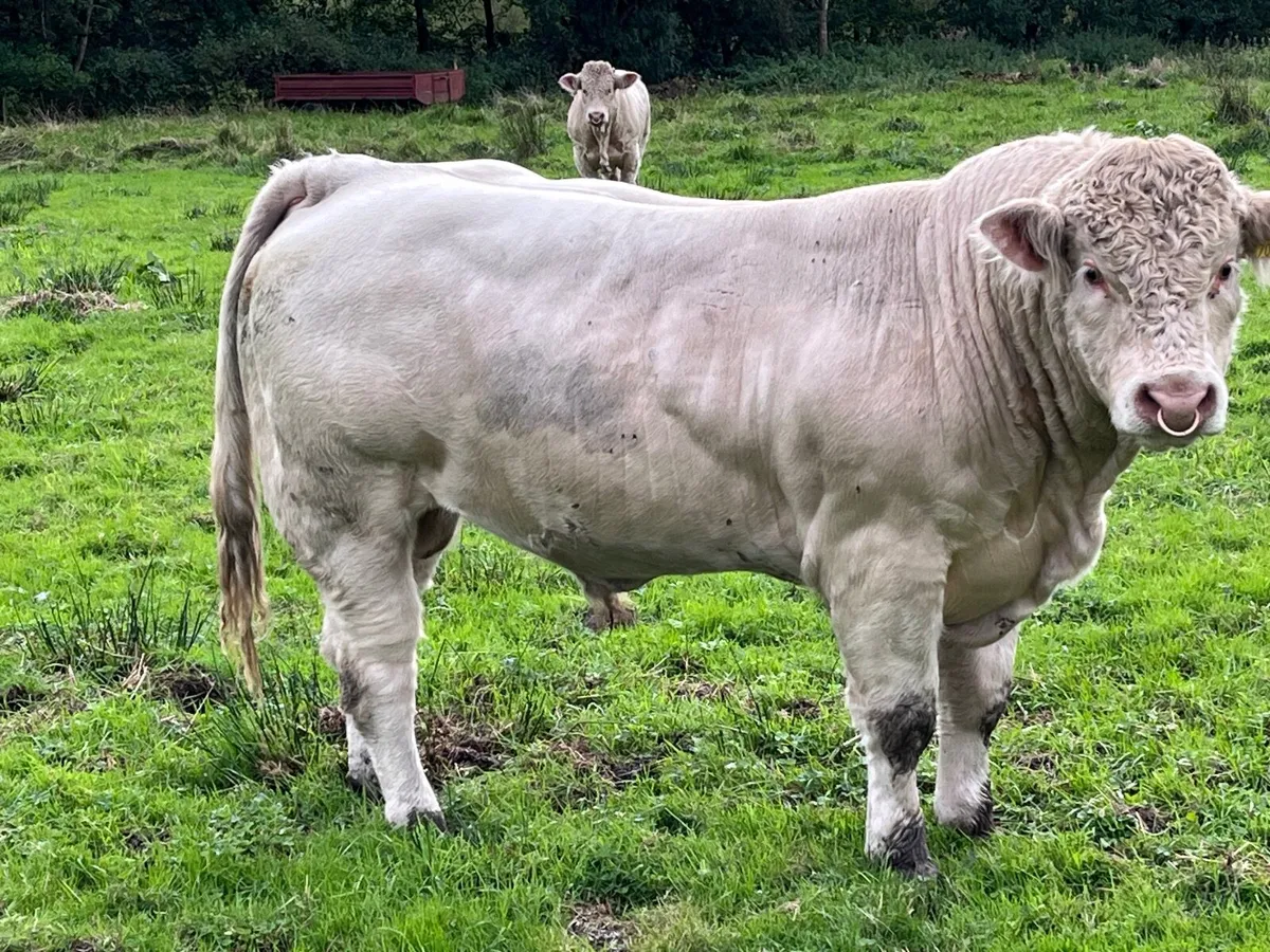 PBR Charolais Bulls - Image 2