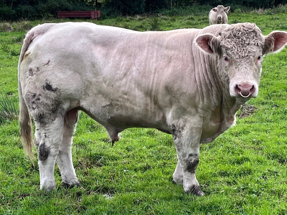 PBR Charolais Bulls - Image 1