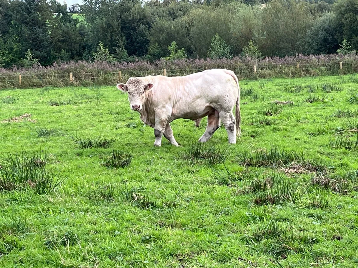 PBR Charolais Bulls - Image 3