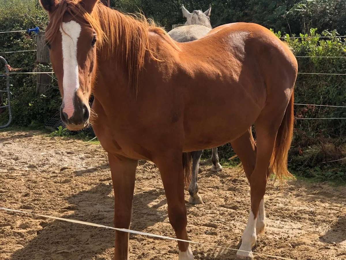 3year old filly - Image 3