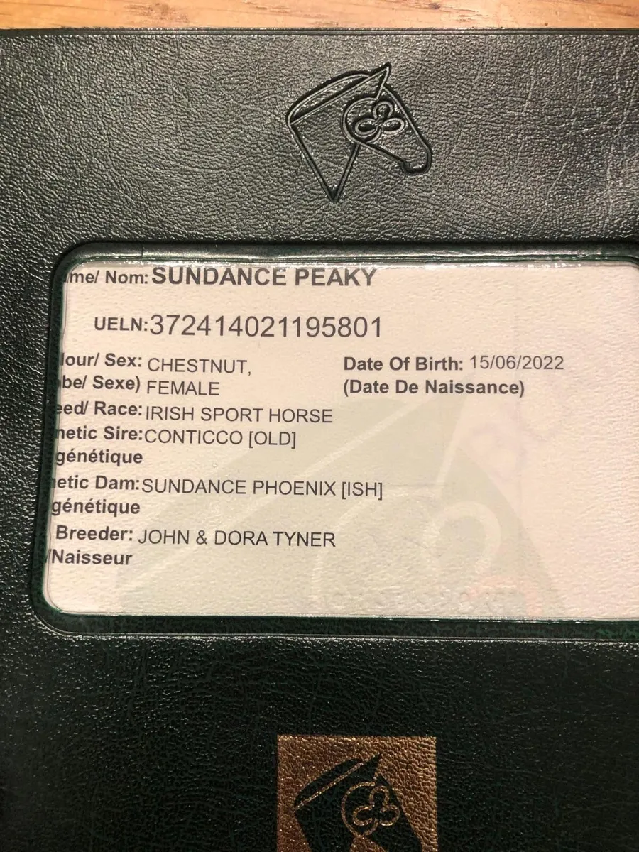 3year old filly - Image 4