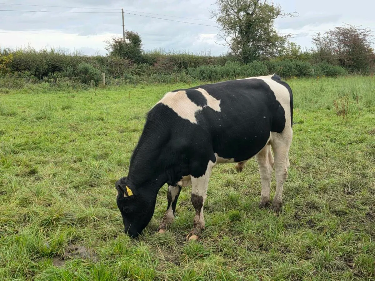 British friesian Bulls - Image 1