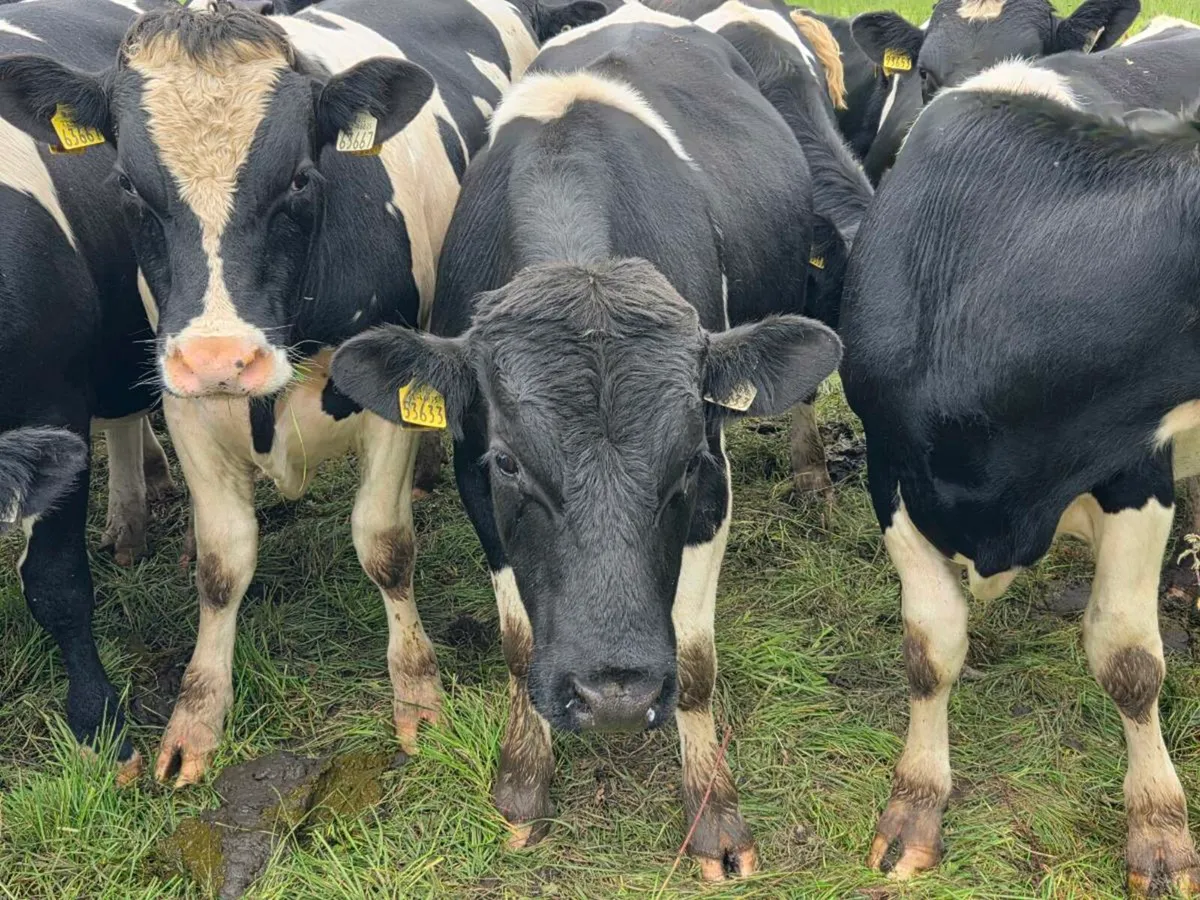 British friesian Bulls - Image 2