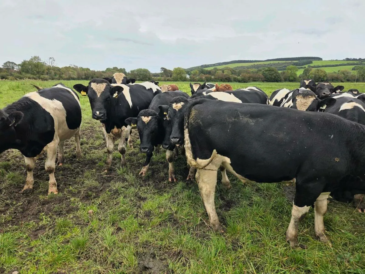 British friesian Bulls - Image 3