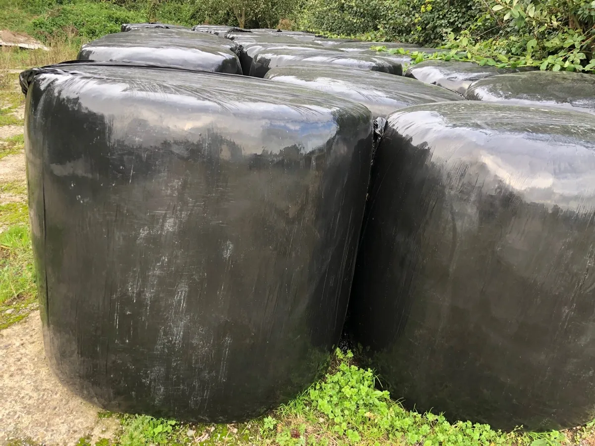Silage bales for sale - Image 2