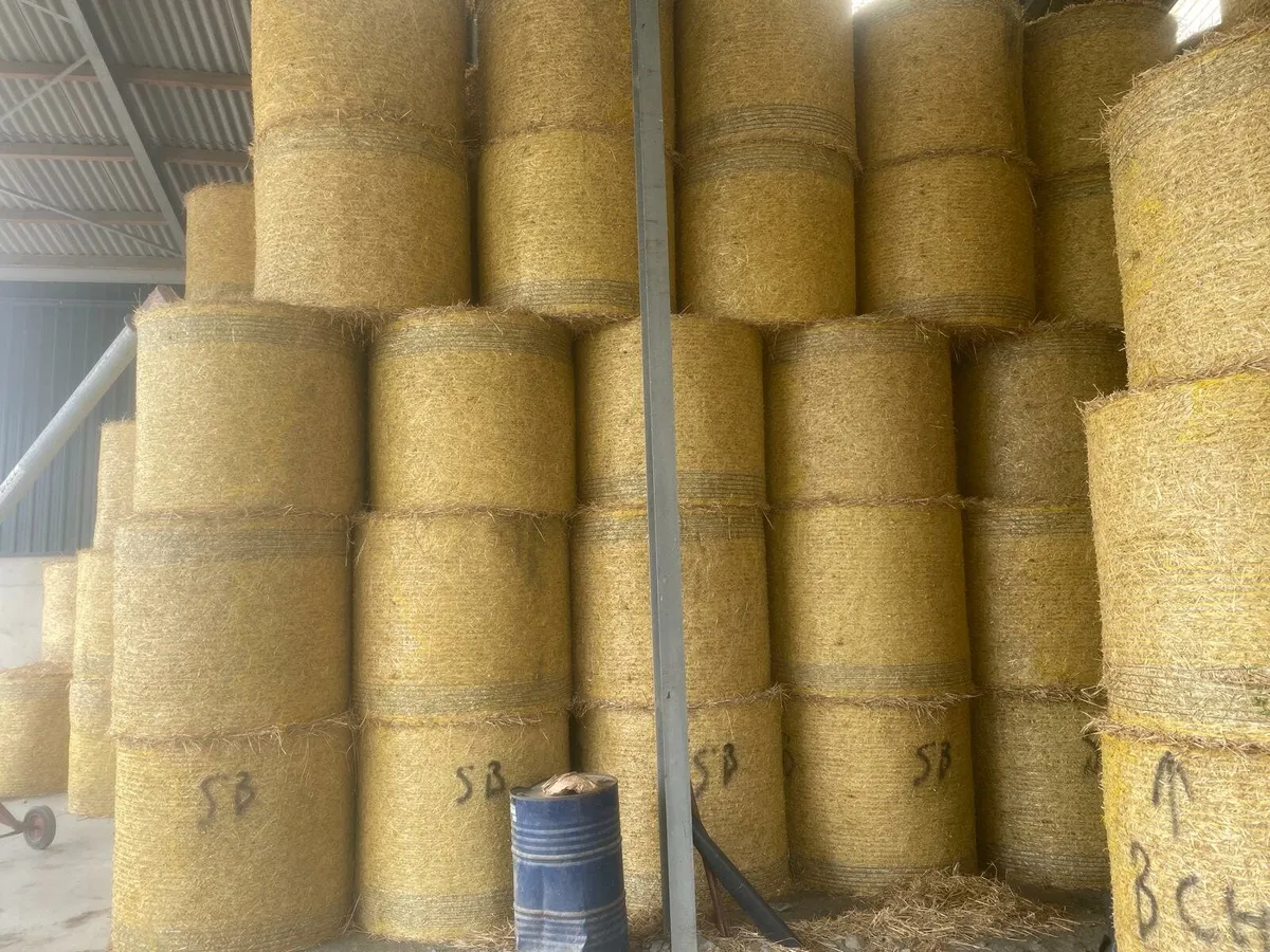 Straw bales, Hay, Beet - Image 1