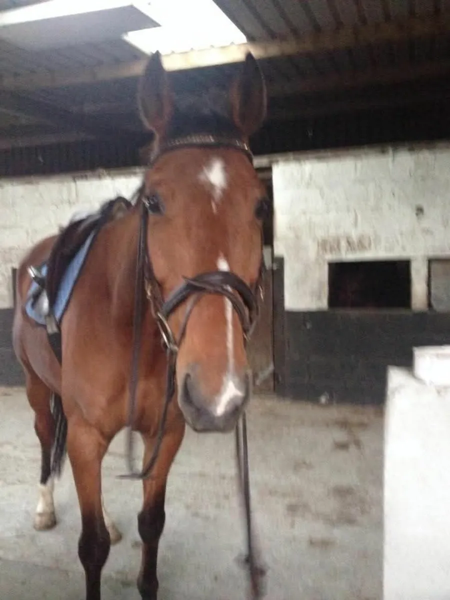 Stolen Horse - Image 4