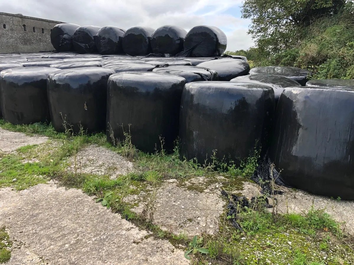 Silage bales for sale - Image 1