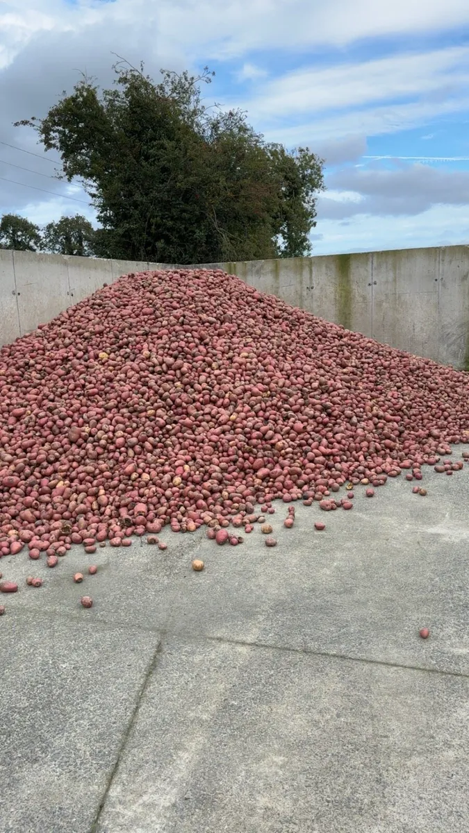 Washed cattle feed potatoes - Image 2