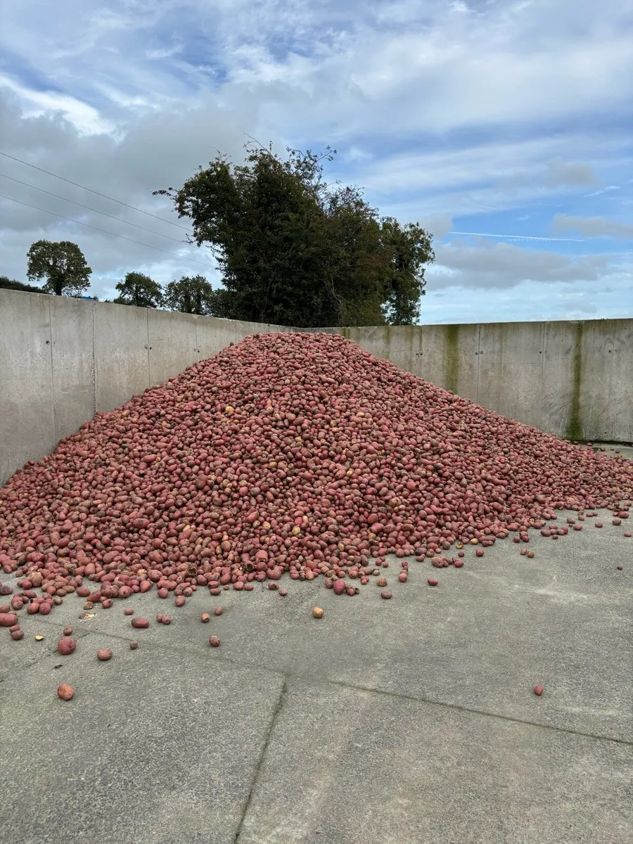Washed cattle feed potatoes - Image 3