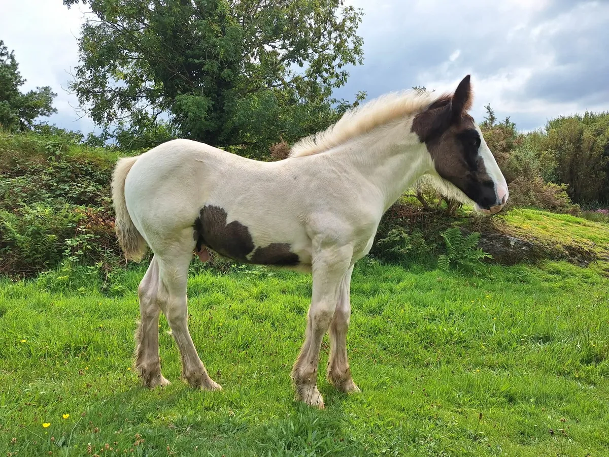 Piebald cob colt - Image 1