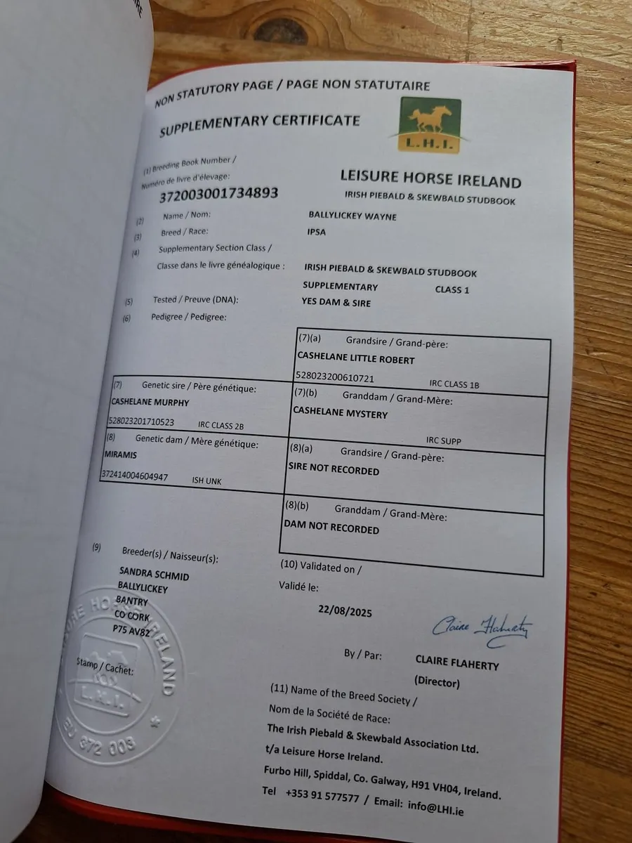 Piebald cob colt - Image 3