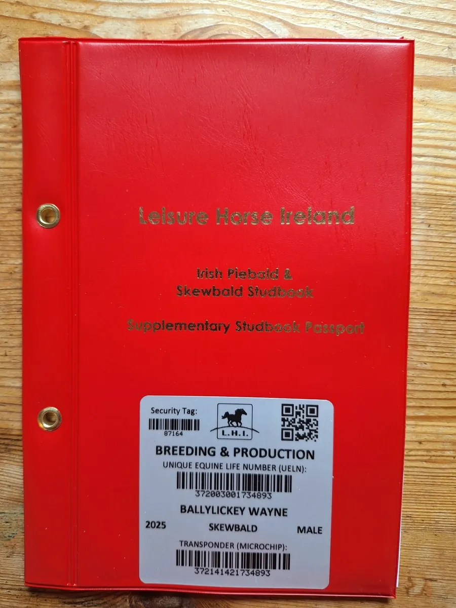 Piebald cob colt - Image 2