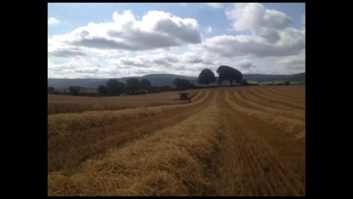 Hay and straw - Image 2