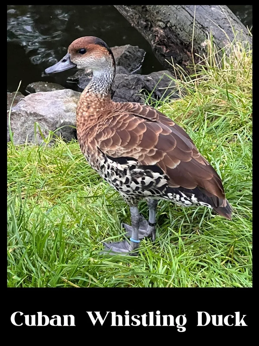 Ornamental waterfowl - Image 4