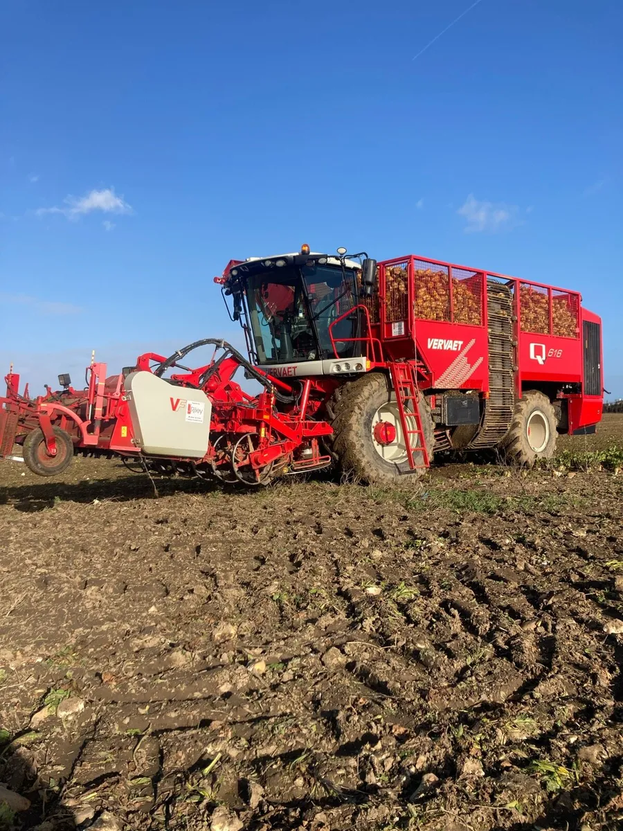 Fodder beet - Image 1