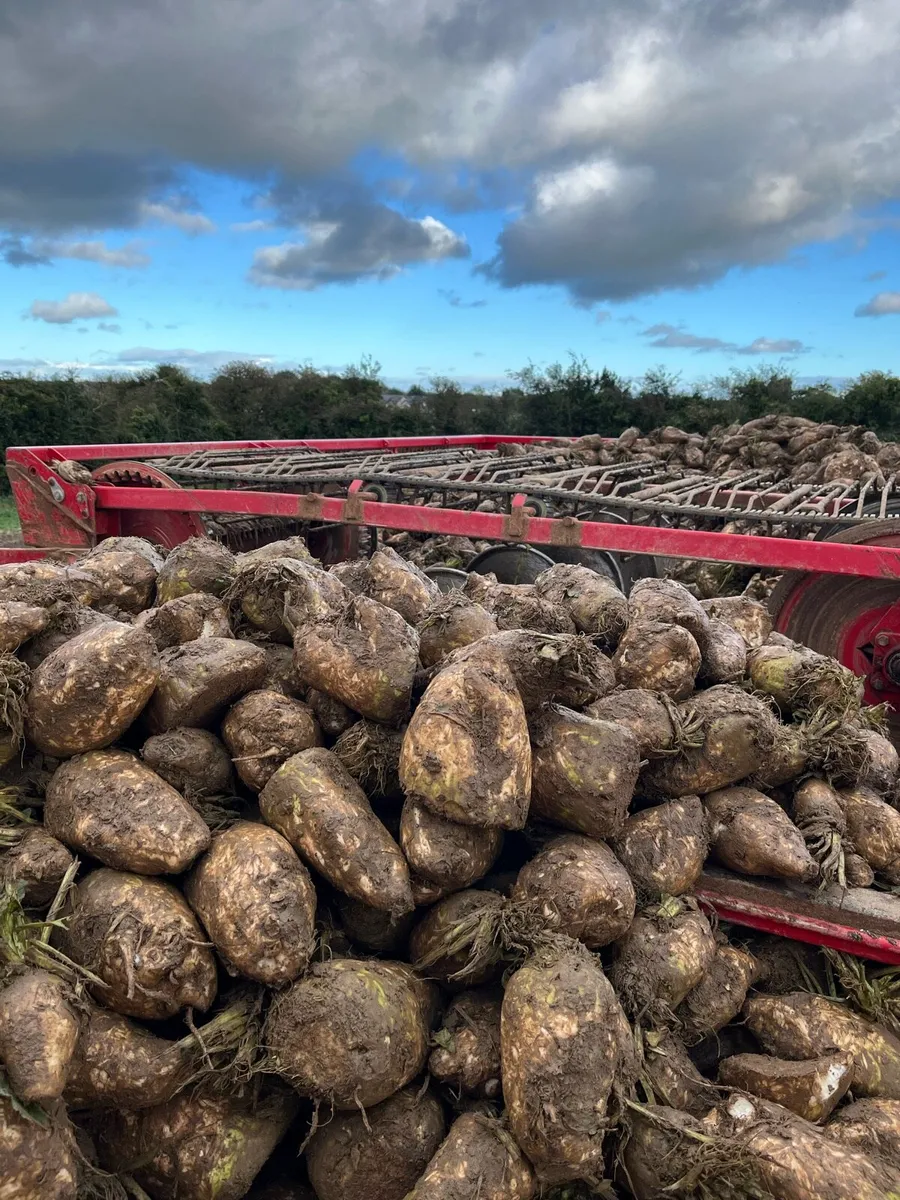 Fodder beet - Image 2