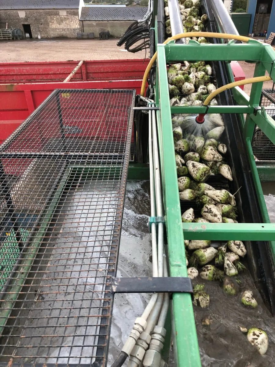 Fodder beet - Image 3