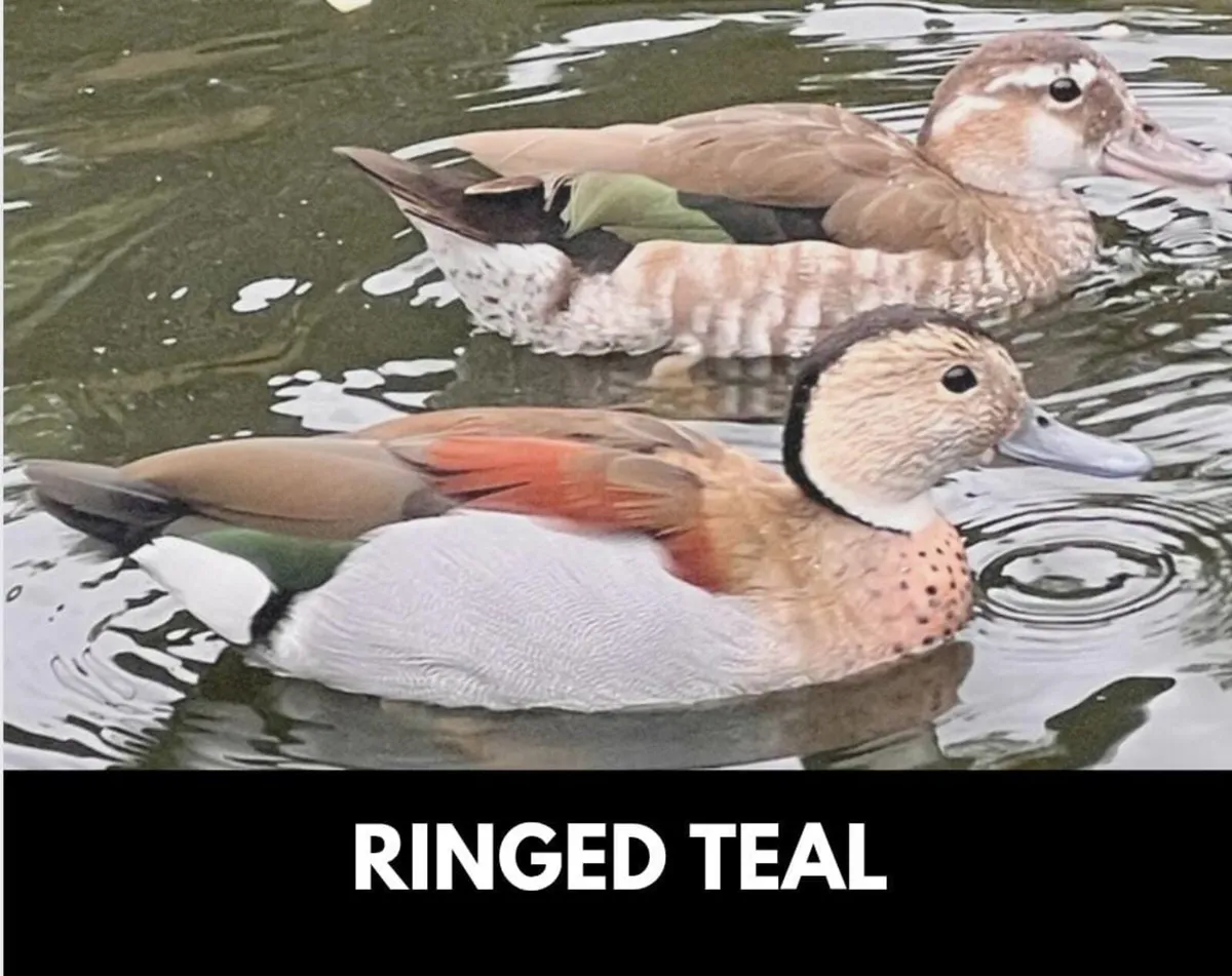 Ornamental waterfowl - Image 1