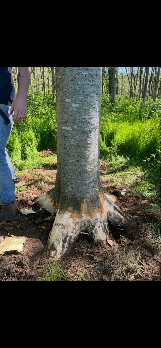 Ash Hurley butts - Image 2