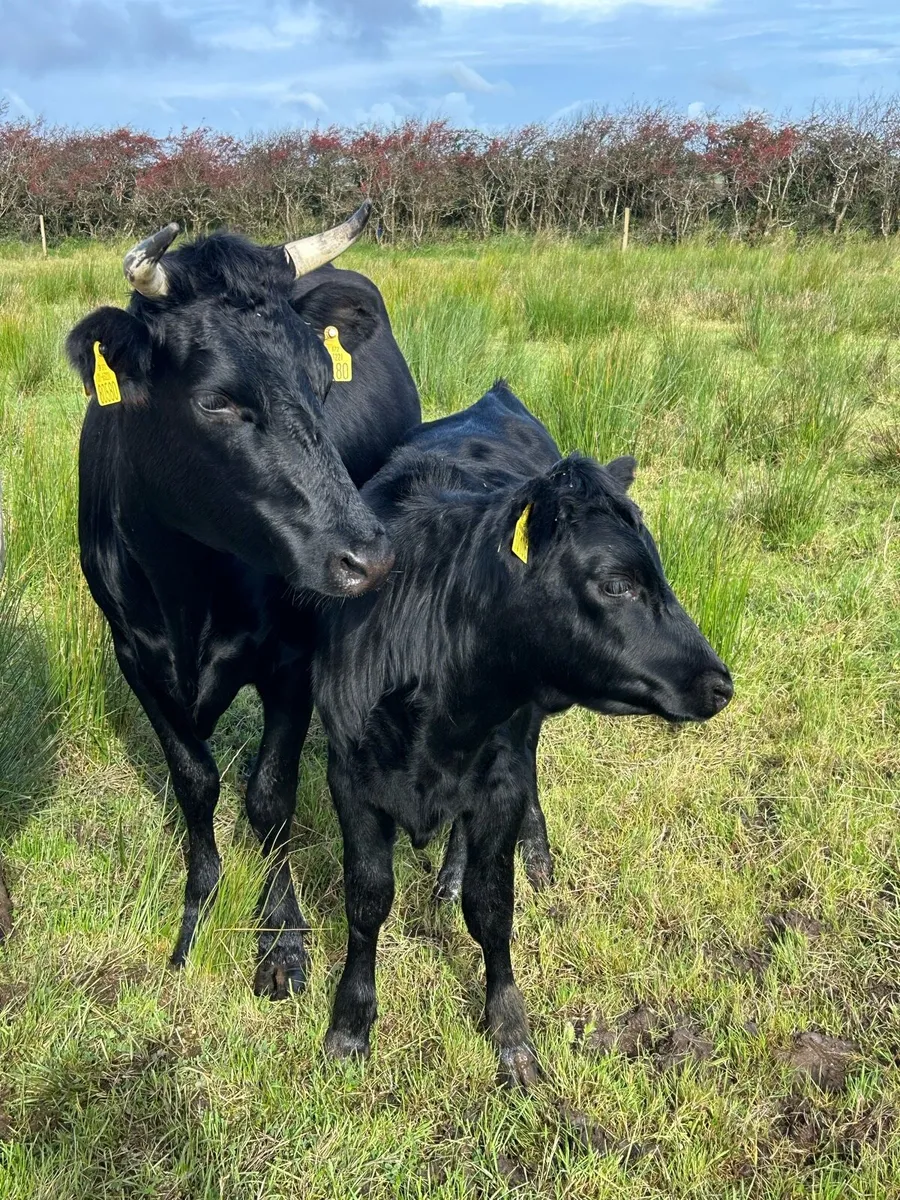 PBR Kerry Heifers x 2 & PBR Kerry bulls - Image 4