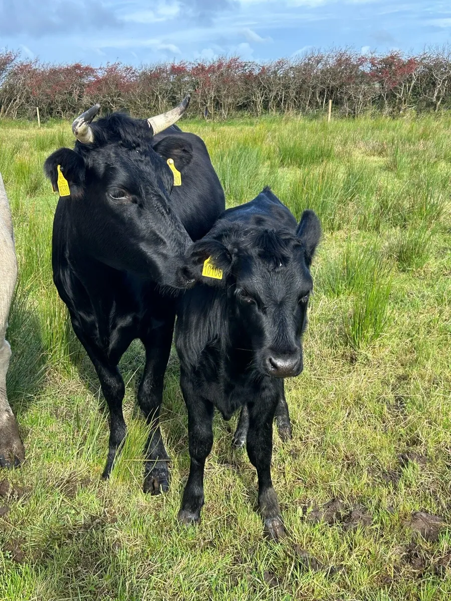 PBR Kerry Heifers x 2 & PBR Kerry bulls - Image 1