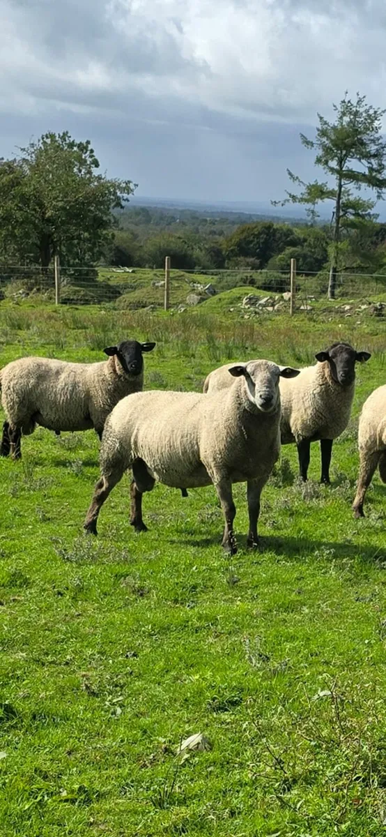 Rams for Sale - Image 1