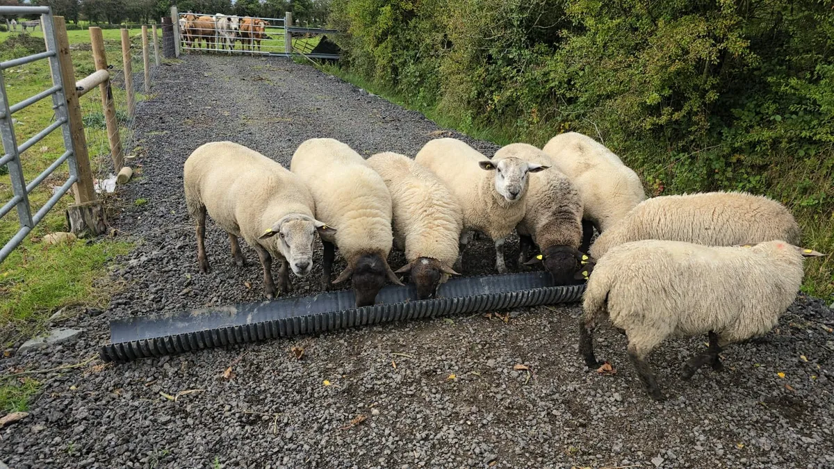 Rams for Sale - Image 2