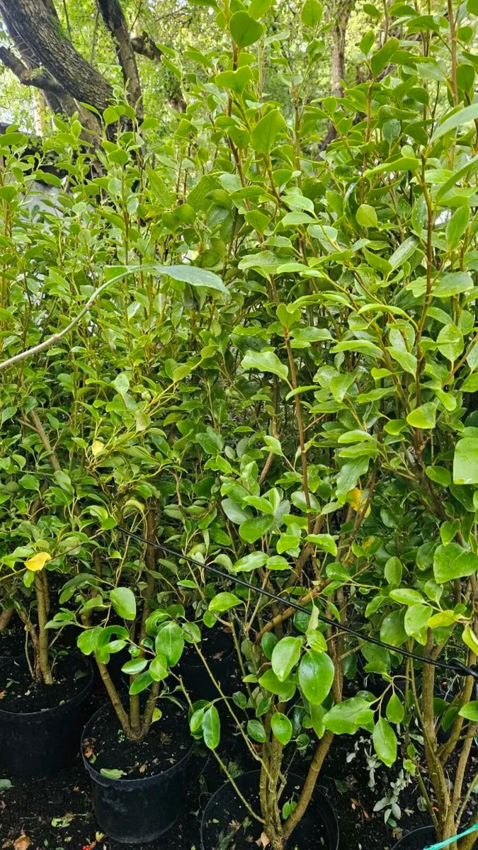 Griselina Hedging Two Foot - Image 2