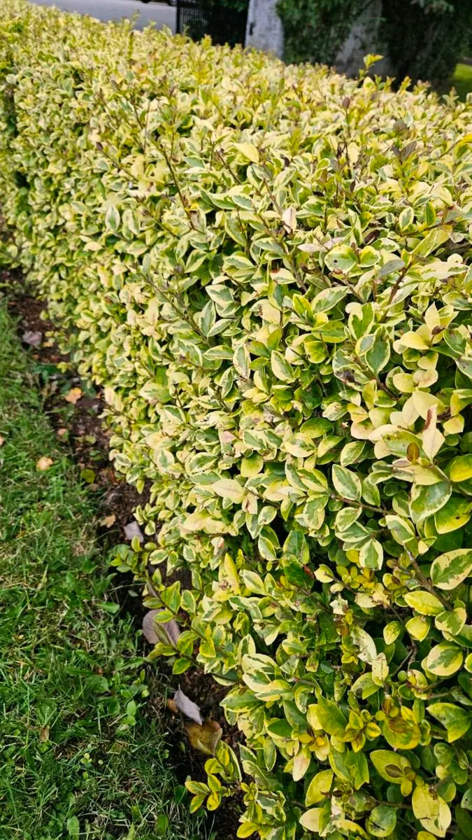 Griselina Hedging Two Foot - Image 3